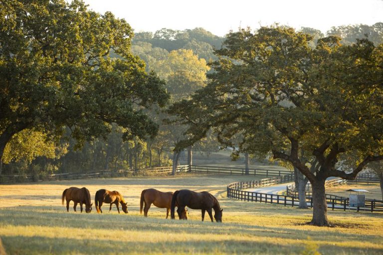 Ranch owners lead vision for future development