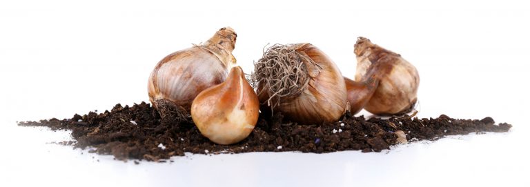 Gardening: Think spring bulbs now