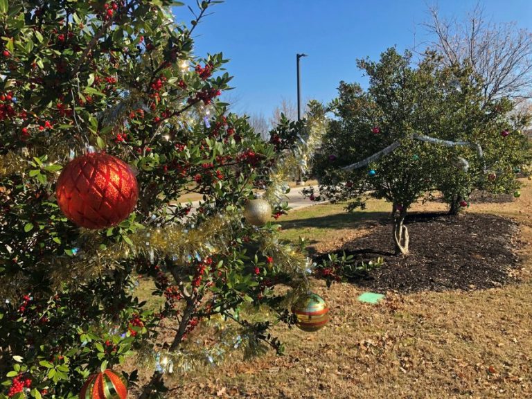 S.T.A.R. trees return to Flower Mound