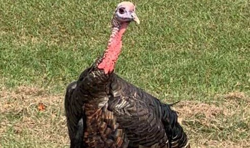 Homeless man charged with killing Argyle Turkey
