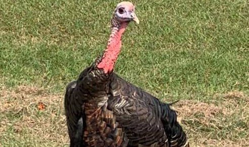 Talking turkey with Argyle’s famous gobbler