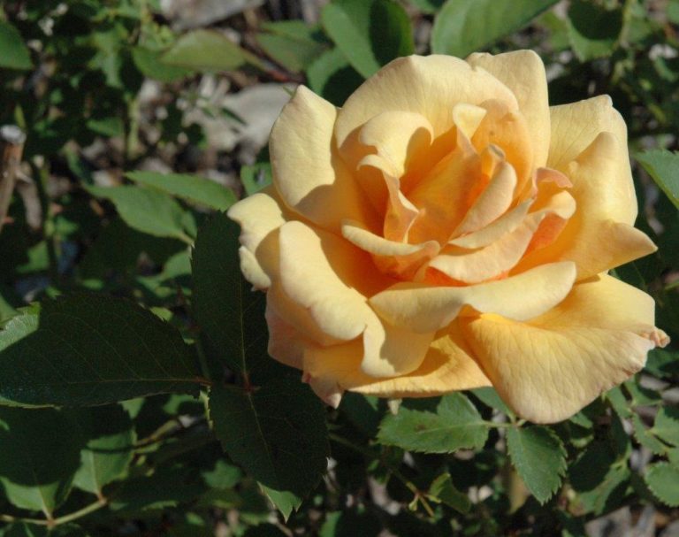 Gardening: Let’s talk roses