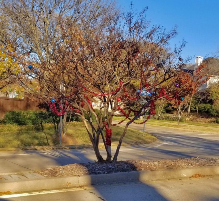 City asks for residents to follow rules when decorating S.T.A.R.s