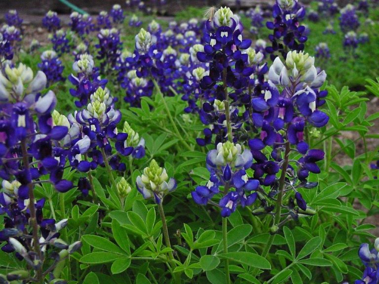 Gardening: Succeed with Texas Superstars