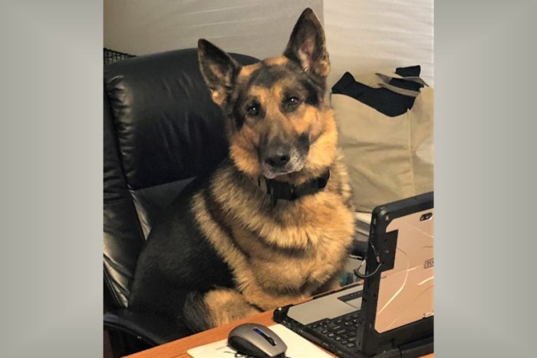 K-9 Nilo: End of Watch