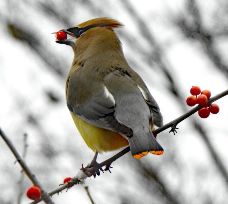 Birds flocking to North Texas