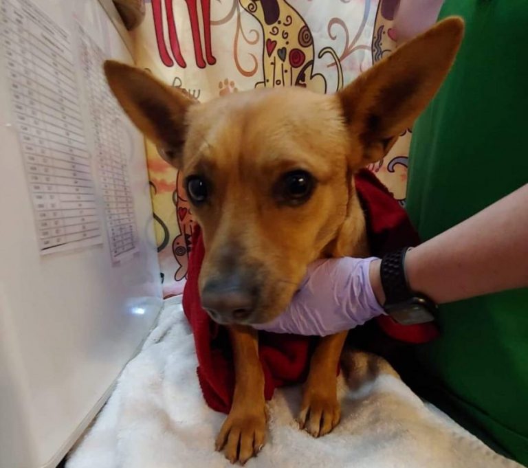 If you see this dog around Flower Mound, call, don’t chase