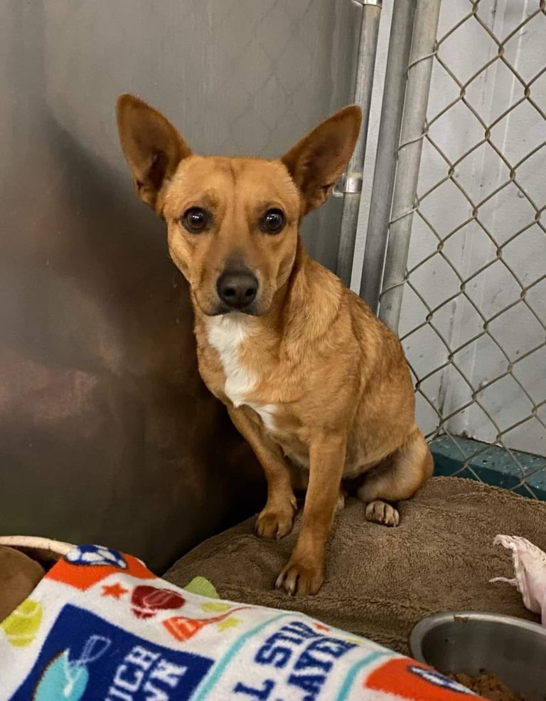 Missing dog caught after 12 days on the run