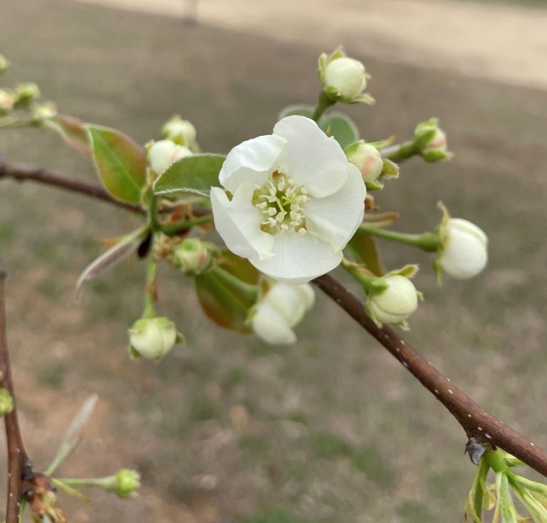 Signs of Life? The full effect of Winter Storm Uri on our backyard fruits