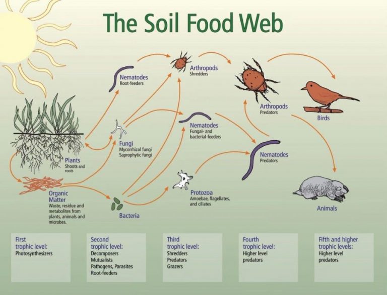 Your landscape and the soil food web