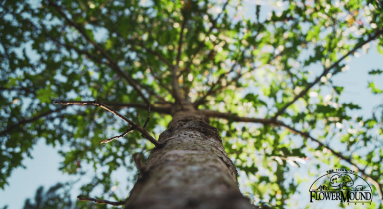 Flower Mound seeking nominations for Tree Recognition Program