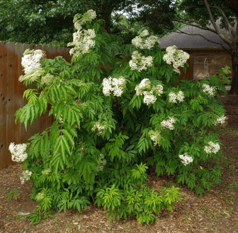 Starting over in the garden after the freeze — what an opportunity!