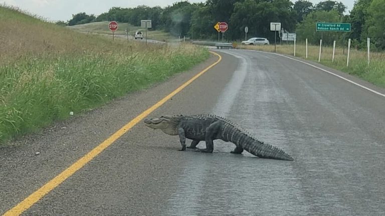 Photo of alligator on I-35W ramp reignites concern