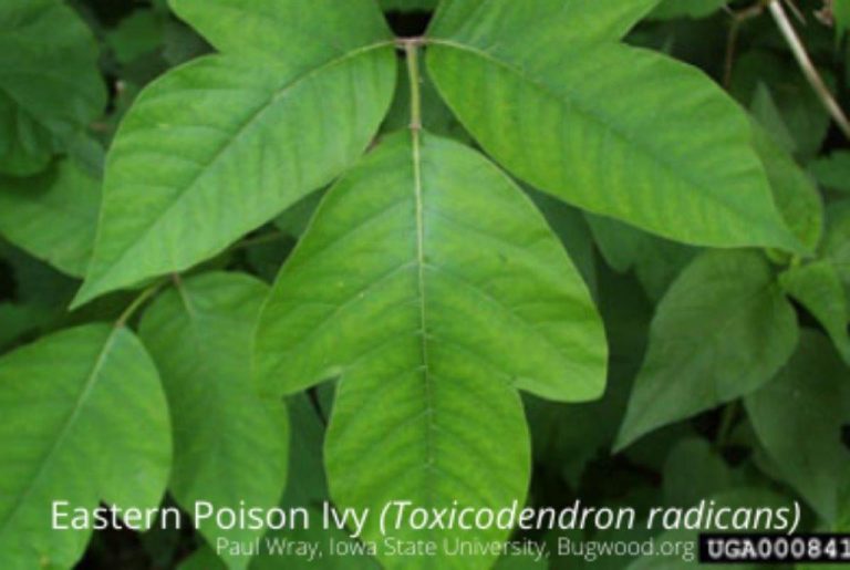 Poison ivy or Virginia creeper?