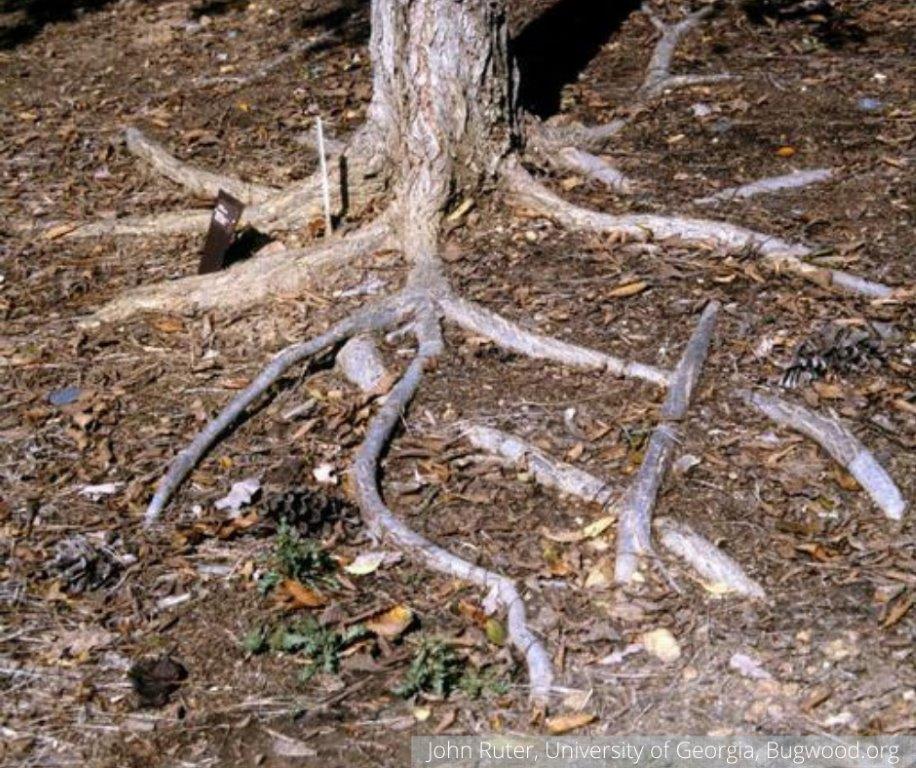 How Deep are Oak Tree Roots 