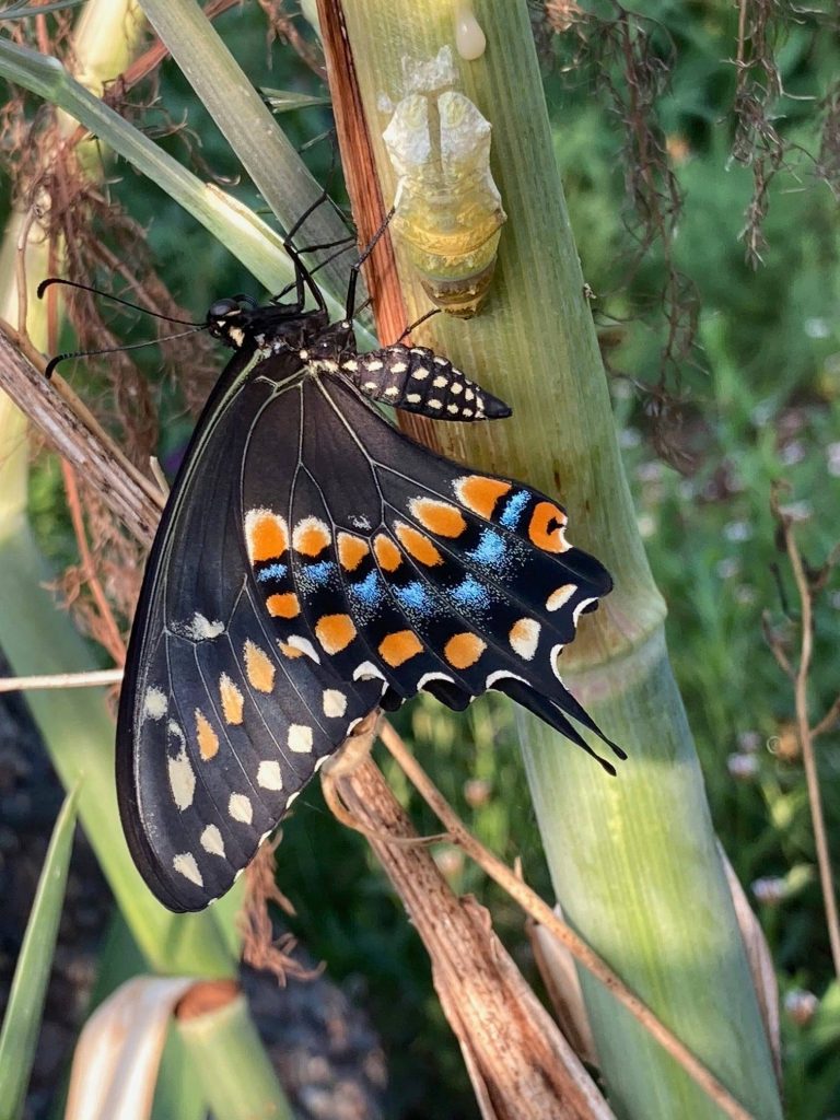 Delivery on the wing: Butterflies are beautiful pollinators