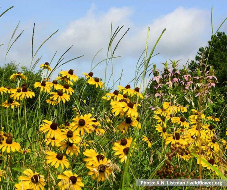 Growing wildflowers from seed