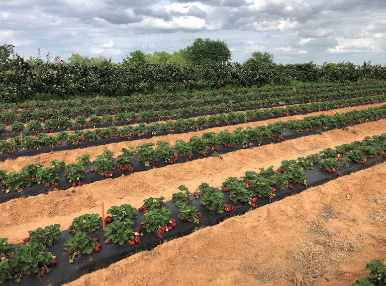 Denton County AgriLife: Local fruit production