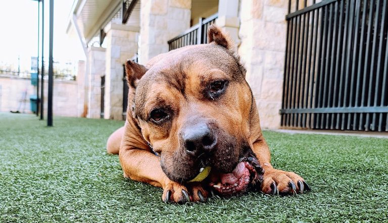 Lewisville Animal Shelter temporarily closed