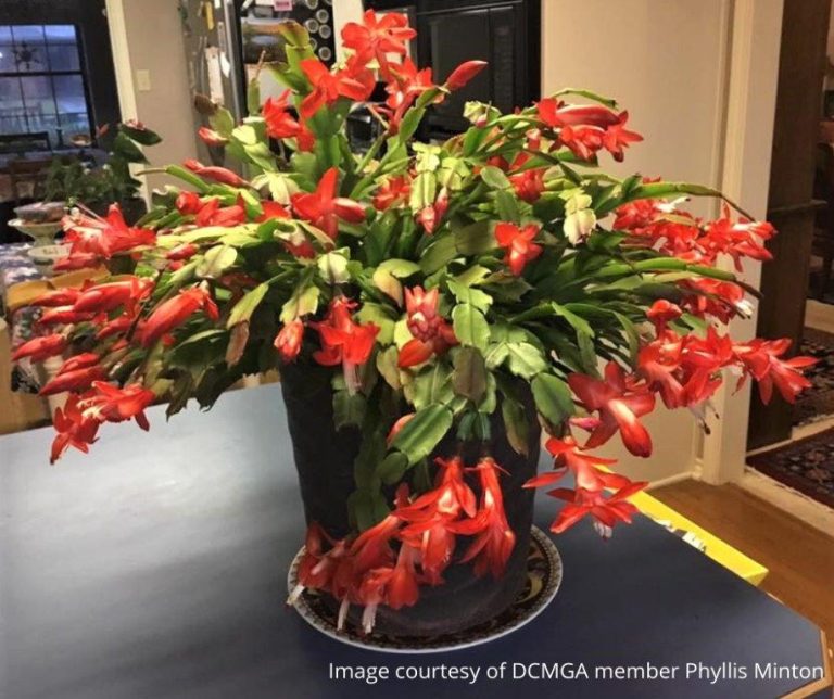 Gardening: Christmas Cactus