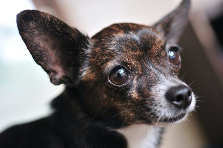 Humane Tomorrow and Dallas Companion Animal Project to merge assistance programs