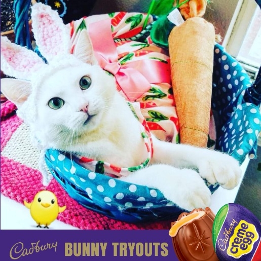 Denton cat a finalist to be new Cadbury Bunny