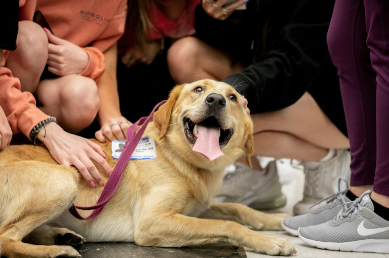 Justin family adopts Sheldon, the dog that wanted to go to school