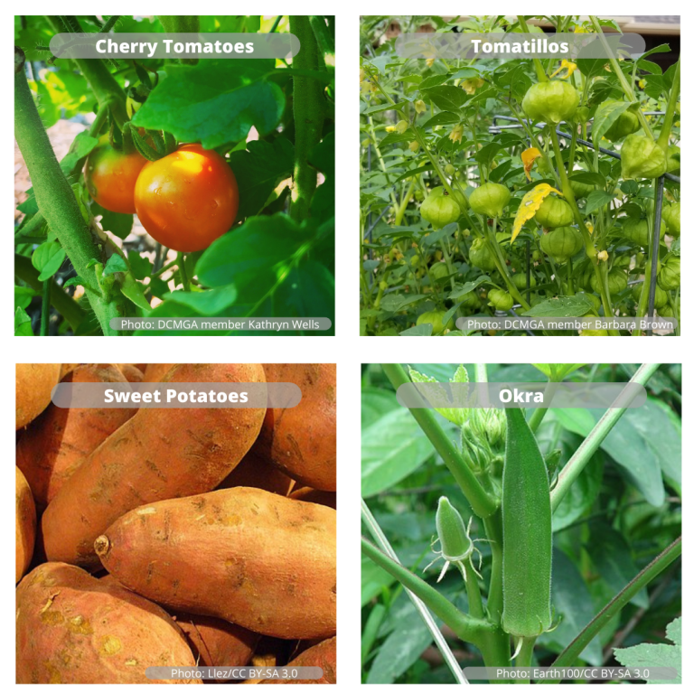 When the heat’s on: Vegetables and herbs that thrive during Texas summers