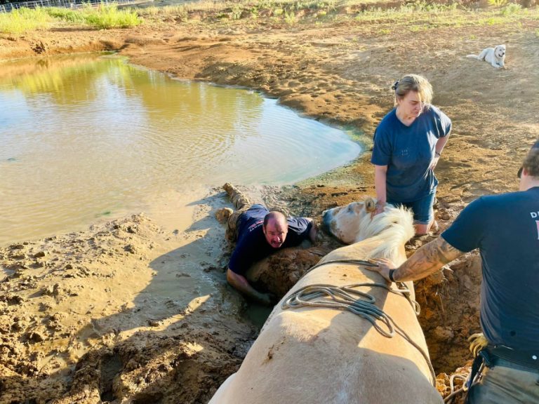 Update: Horse dies after mud rescue in Copper Canyon