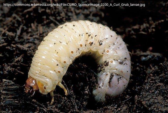 Close Big Fat Worm Background Stock Photo By ©REPTILES4ALL