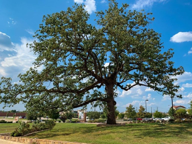 Ancient forest leaves indelible impression on area