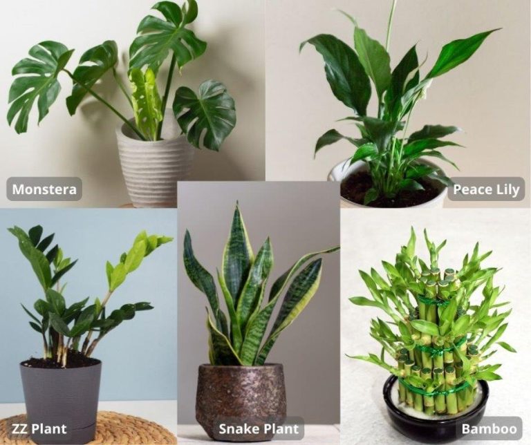 The five best houseplants for beginners