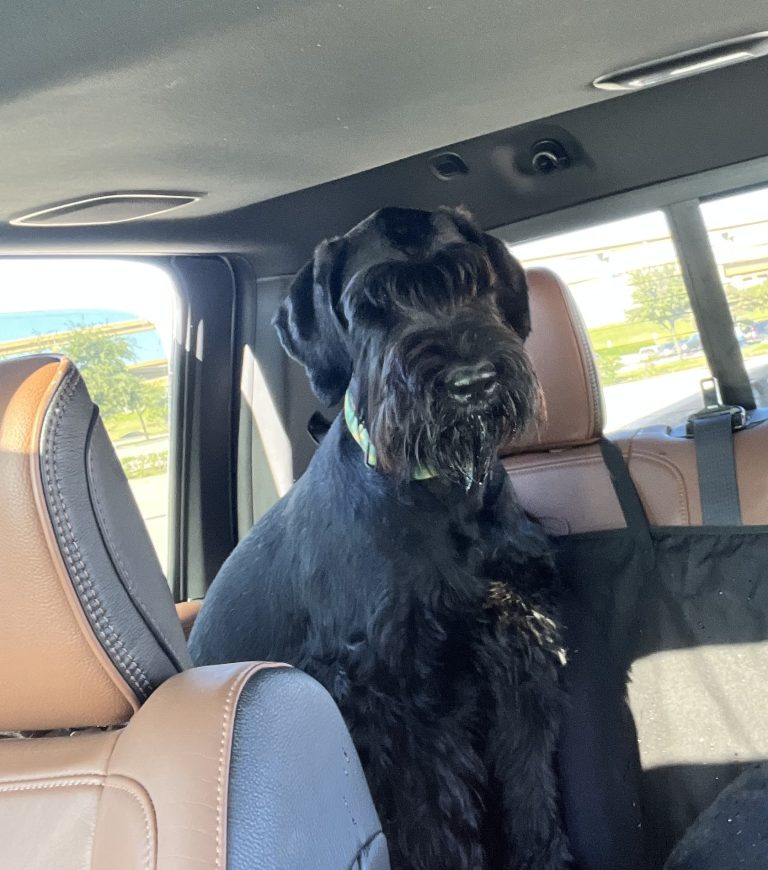 Local woman finds her lost dog for sale for $1k