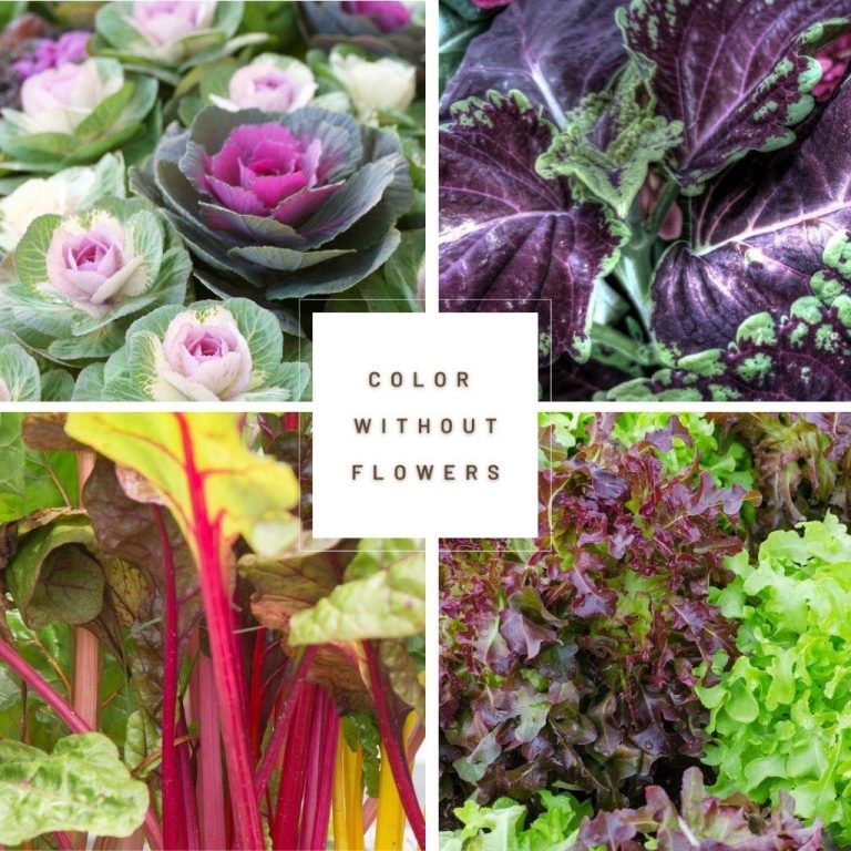 Gardening: Color without flowers?