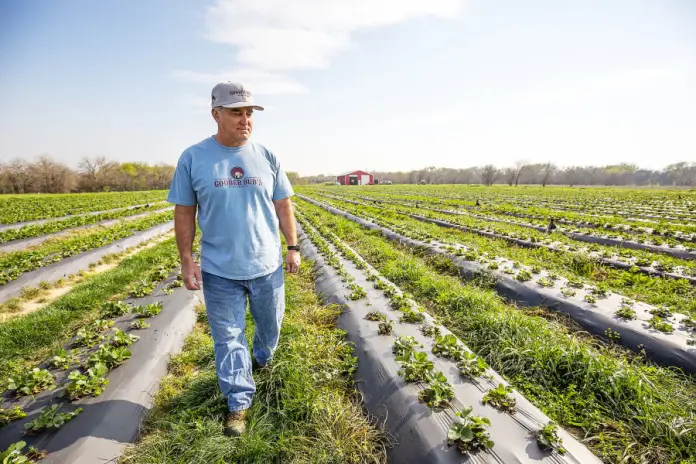 Strawberry Fields Forever: Argyle family's leap of faith comes to