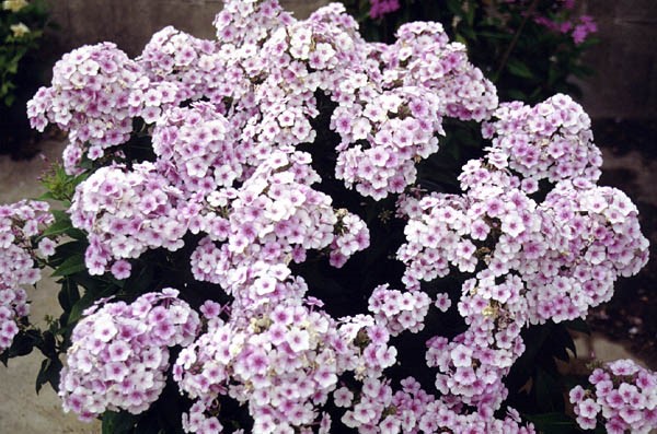 Gardening: Be a gardening superstar with Texas SuperStar Plants