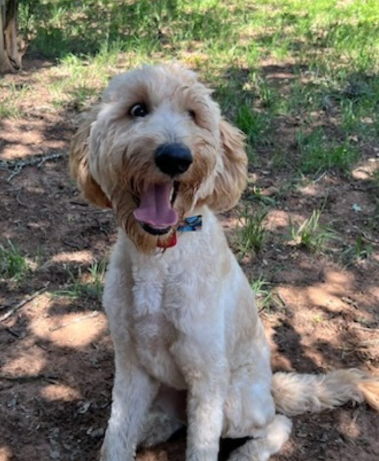 HVPD names new dog after beloved sergeant