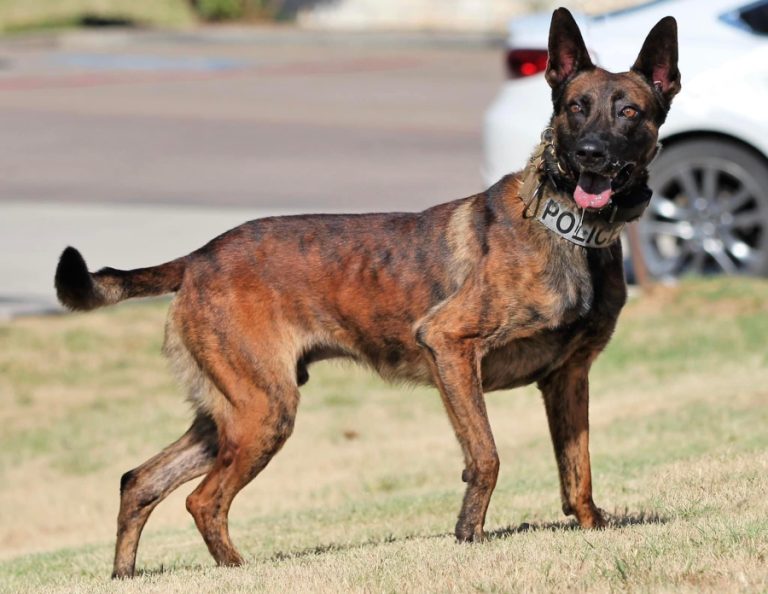 Lewisville police canine dies