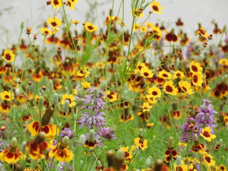 Prairies, our most endangered resource