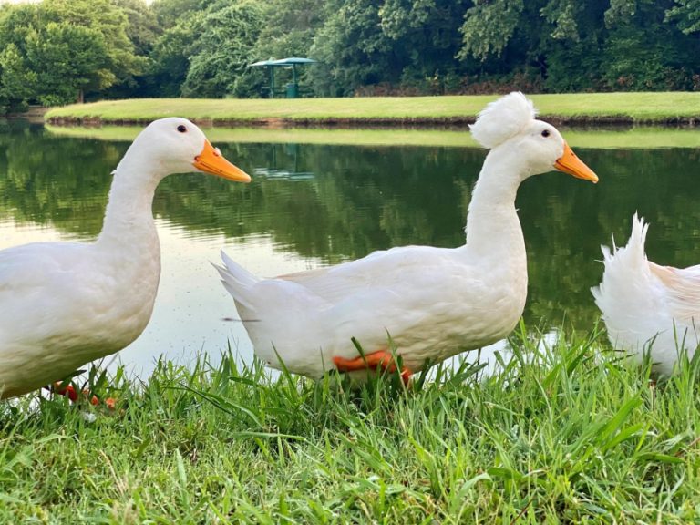 Don’t feed the ducks and geese, Flower Mound says