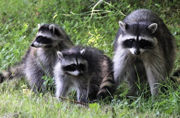 Are these cunning creatures sneaking into your home?