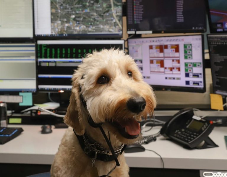 New emotional support dog, Ollie, arrives in Highland Village