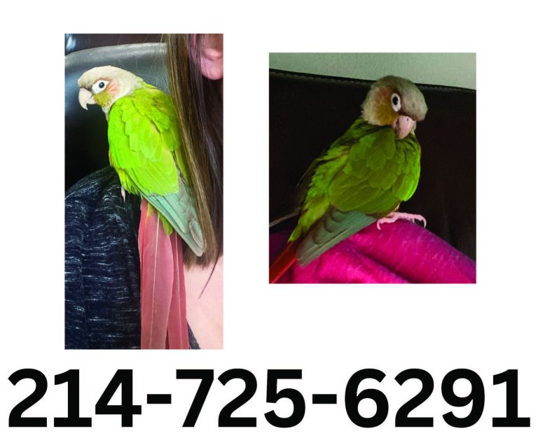 Search is on for Mango the lost Flower Mound parrot