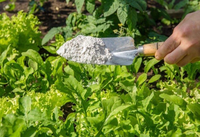Gardening: Harnessing the power of diatomaceous earth against fire ants