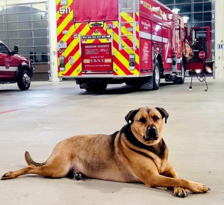 Local firehouse dog dies