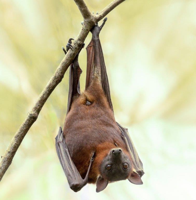 The Bat Invasion: How homes become unintentional sanctuaries