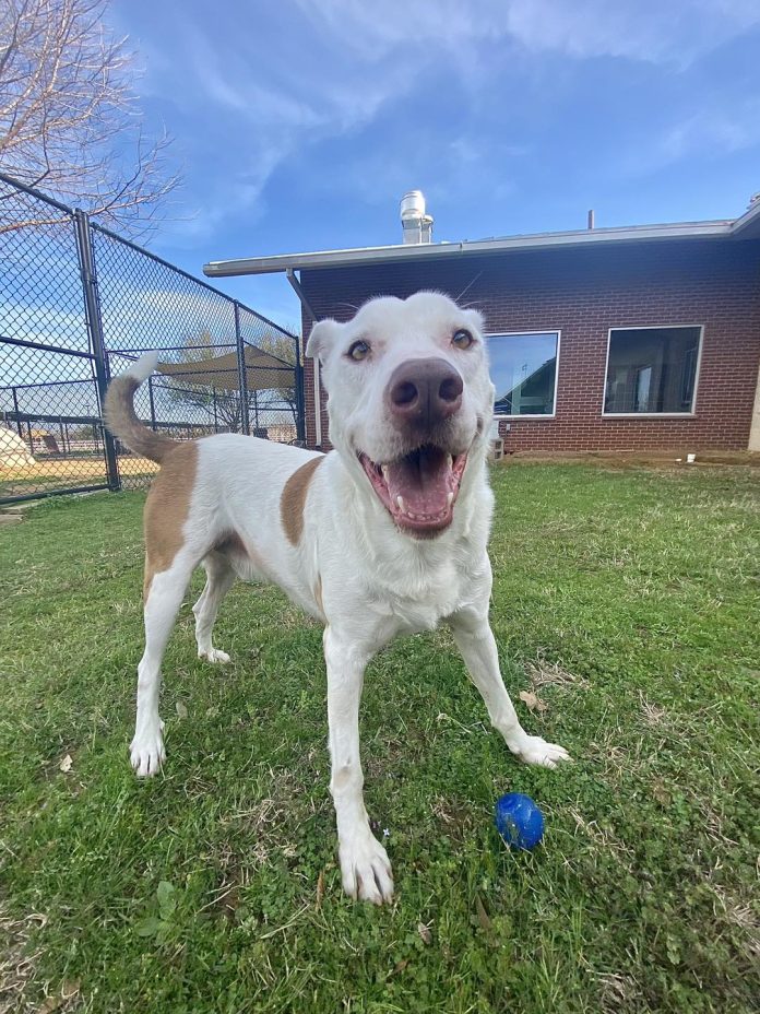 Dog At Local Shelter Has Been Waiting