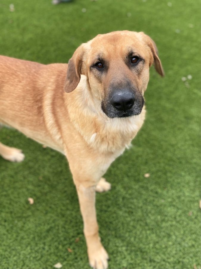 Dog At Local Shelter Has Been Waiting