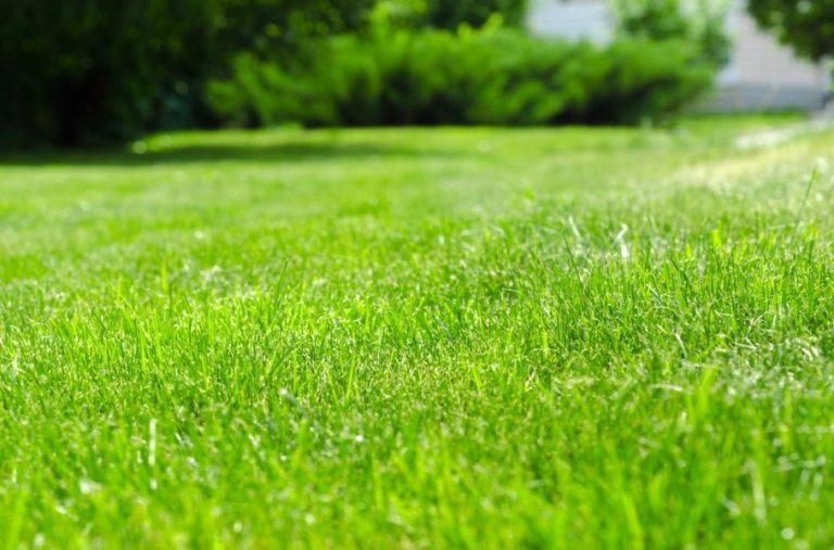 Gardening: Weeds vs. Lawns