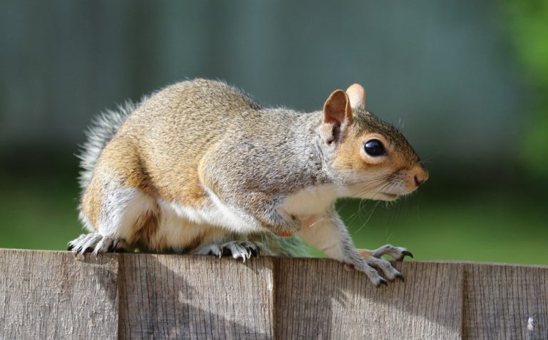 The hidden dangers of squirrels in your attic